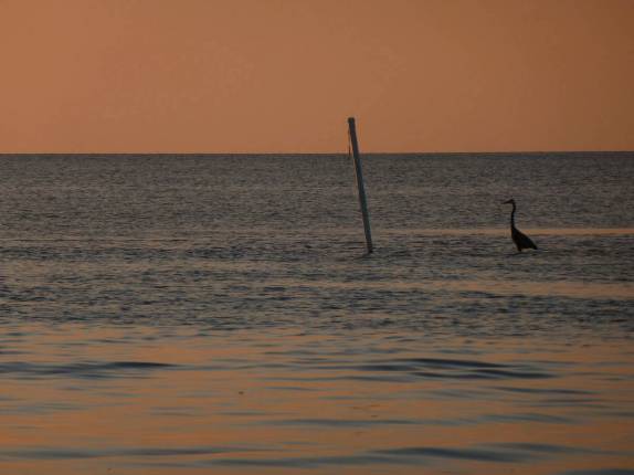 Até a garça para para admirar o entardecer em Caye Caulker, na grande barreira de corais de Belize